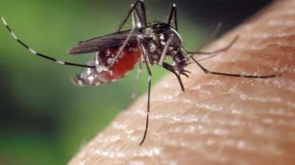 Alte nouă persoane, infectate în ultima săptămână cu virusul West Nile