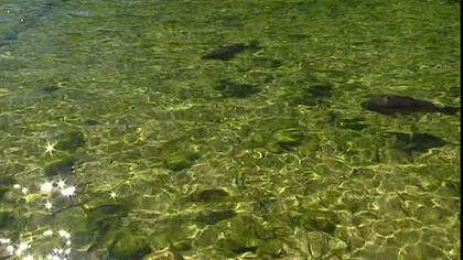 Autorităţile germane pompează oxigen în lac pentru ca peştii să nu moară