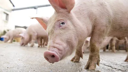 Două persoane care transportau carne de porc în zona localităţilor cu focare de pestă porcină au fost prinse de autorităţi