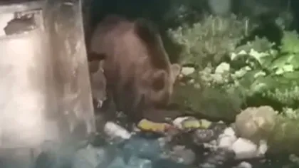 Un turist care a campat pe Valea Cerbului din Bucegi a fost atacat de un urs