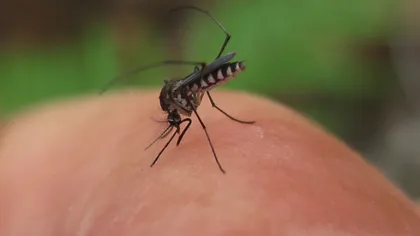 Bărbat infestat cu virusul West Nile, în stare gravă