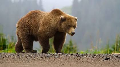 Turist atacat de urs în cort