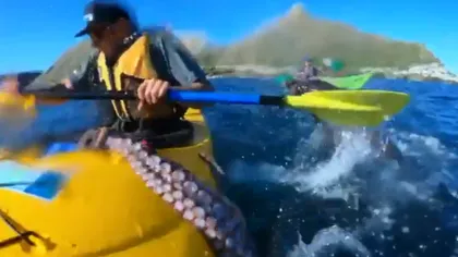O înregistrare în care o focă aruncă o caracatiţă spre un bărbat într-un caiac a devenit virală pe internet VIDEO
