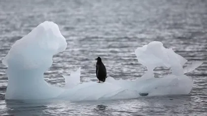Banchiza antarctică este expusă unui risc ridicat de fracturare. Nivelul oceanelor ar creşte cu un metru