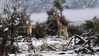 Ninge în Africa. Elefanţii, girafele şi antilopele înfruntă temperaturile scăzute GALERIE FOTO