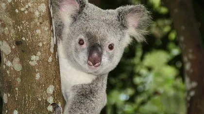 Sute de ursuleți koala, uciși în Australia în timpul exploatării unei plantații de eucalipt