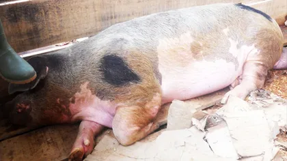 Pesta porcină: Ministerul Agriculturii a luat măsuri urgente de protecţie a crescătorilor de porci