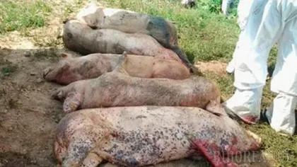 Există noi suspiciuni în ceea ce priveşte pesta porcină africană în 4 localităţi din judeţele Călăraşi şi Constanţa