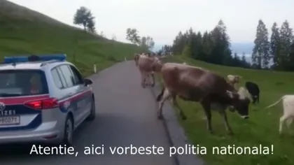 Poliţia austriacă se roagă de vacile de pe mijlocul străzii să elibereze partea carosabilă: 