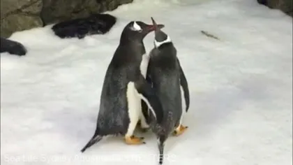 Doi pinguini de acelaşi sex clocesc împreună un ou la acvariul din Sydney