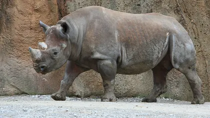 Rinocerii, în pericol, din cauza traficanţilor de coarne ale acestei specii