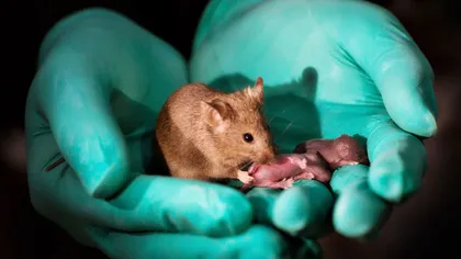 Şoareci născuţi din două mame, creaţi în laborator de cercetătorii din China