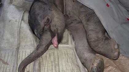 ŢI SE RUPE SUFLETUL! Un elefant nou-născut a plâns 5 ore după ce mama lui l-a respins! - VIDEO