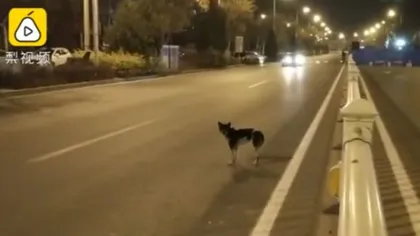Un câine loial îşi aşteaptă stăpânul în acelaşi loc de 80 de zile VIDEO