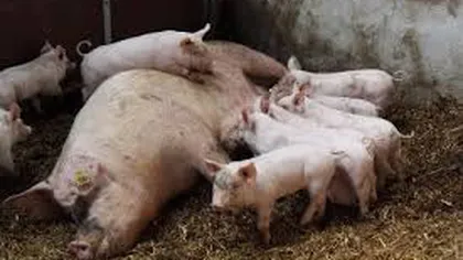 Suspiciune de infestare cu virusul pestei porcine africane într-o gospodărie buzoiană