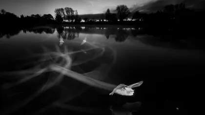 O imagine nocturnă cu lilieci fantomatici, câştigătoarea concursului British Wildlife Photography Awards