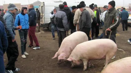 DOCUMENT Scandal uriaş înainte de Crăciun. Românii nu-şi mai pot vinde porcii din gospodării, şedinţă de urgenţă pentru modificarea legii UPDATE