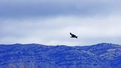 Povestea vulturului din Anzi. Ce decizie dureroasă trebuie să ia