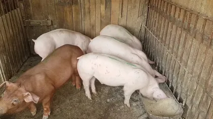 ANSVSA anunţă noi focare de pesta porcină africană. Virusul a fost confirmat în gospodăriile din Timiş şi Arad