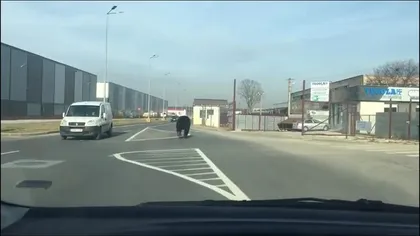 Alertă în Braşov. Un URS URIAŞ a ajuns până în cartierul Tractorul VIDEO