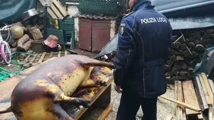 Români din Italia, reţinuţi de poliţie pentru că au tăiat un porc în curtea casei. Ei riscă amendă de 150.000 de euro