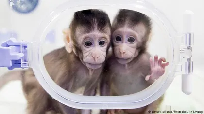 O echipă de cercetători chinezi susţine că a clonat cinci maimuţe pentru a ajuta cercetarea medicală