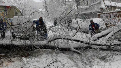 Zeci de copaci căzuţi în Bucureşti şi judeţul Ilfov