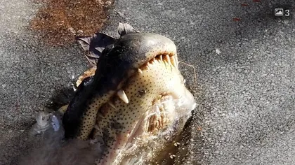 IMAGINILE IERNII: aligatorii au îngheţat cu boturile la suprafaţă VIDEO