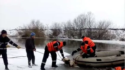 Câine salvat din apele îngheţate ale Someşului VIDEO