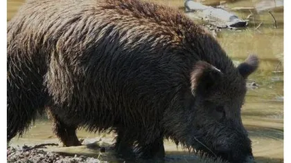 Suspiciune de pestă porcină la un porc mistreţ găsit mort lângă frontiera cu Ucraina