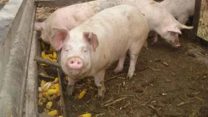 ANSVSA: Pesta porcină africană evoluează în aproape trei sute de localităţi din 16 judeţe.Peste 360.000 de porci au fost sacrificaţi