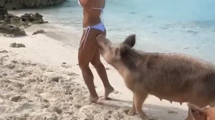 ŞOCANT! O celebră vedetă, muşcată de un porc în timpul unei şedinţe foto în Bahamas VIDEO