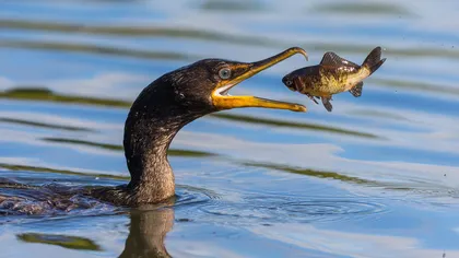Petre Daea continuă războiul cu cormoranii. A cerut derogări de la UE