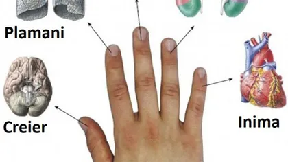 Fiecare deget este conectat la două organe. Ce şi cum tratezi cu ajutorul degetelor