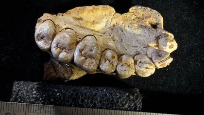 Un fragment de schelet de Homo sapiens descoperit în Israel rescrie istoria evoluţiei