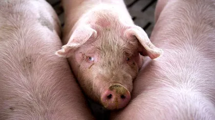 Bilanţ ANSVSA: Pesta porcină evoluează în 298 localităţi. 365.172 porci afectaţi de boală au fost ucişi
