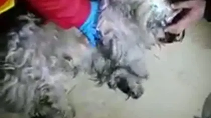 IMAGINI EMOŢIONANTE: Pompierii din Slobozia au resuscitat un câine intoxicat cu fum VIDEO