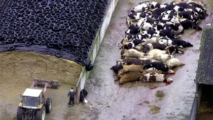 Un caz de boală a vacii nebune a fost raportat în Polonia. Carne suspectă a fost exportată şi în România