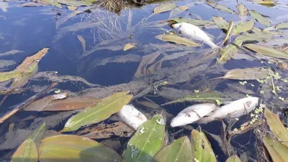 Mai mulţi peşti fără solzi şi cu pete sângerii au fost găsiţi morţi în Dunăre. A fost deschisă o anchetă