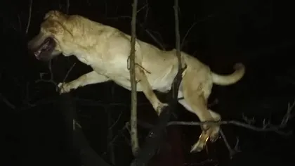Oameni fără suflet: câine aruncat pe fereastră într-un copac. Din fericire, patrupedul a fost salvat