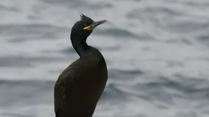 Oaspete în premieră pentru România. La nici două luni de la declaraţiile lui Daea, cormoranul moţat cuibăreşte în 2019 în ţara noastră