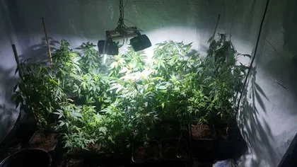 Cultură de cannabis, descoperită de poliţişti într-o locuinţă din Olt