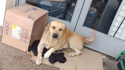 Un câine îşi aşteaptă de o săptămână stăpânul care a murit la un spital