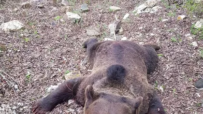Anchetă a ministerului după apariţia unor înregistrări în care cadavrul unui urs împuşcat este târât, strâns de gât cu sfori şi stropit