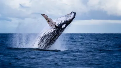 Descoperire antologică. Strămoşii balenelor şi delfinilor au fost descoperiţi pe uscat. Cum arătau balenele patrupede VIDEO