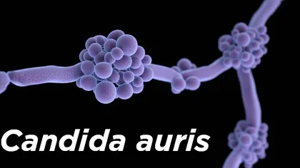 ALERTĂ! Totul despre Candida Auris, microbul rezistent la orice tratament. Care sunt simptomele