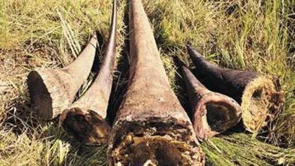 Bărbaţi arestaţi, după ce în vehiculul lor au fost găsite 167 de coarne de rinocer