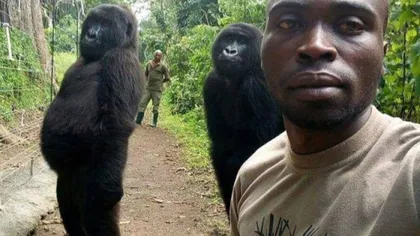 Selfie devenit viral. Două gorile pozează ca oamenii, alături de paznicii unei rezervaţii din Congo