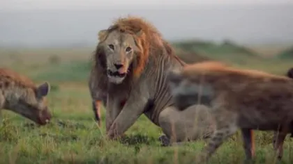 Bătălie feroce în sălbăticie. Un turist a surprins momentul în care o turmă de lei atacă mai multe hiene VIDEO