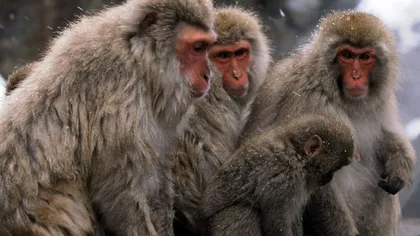 Cercetătorii au creat maimuţe modificate genetic